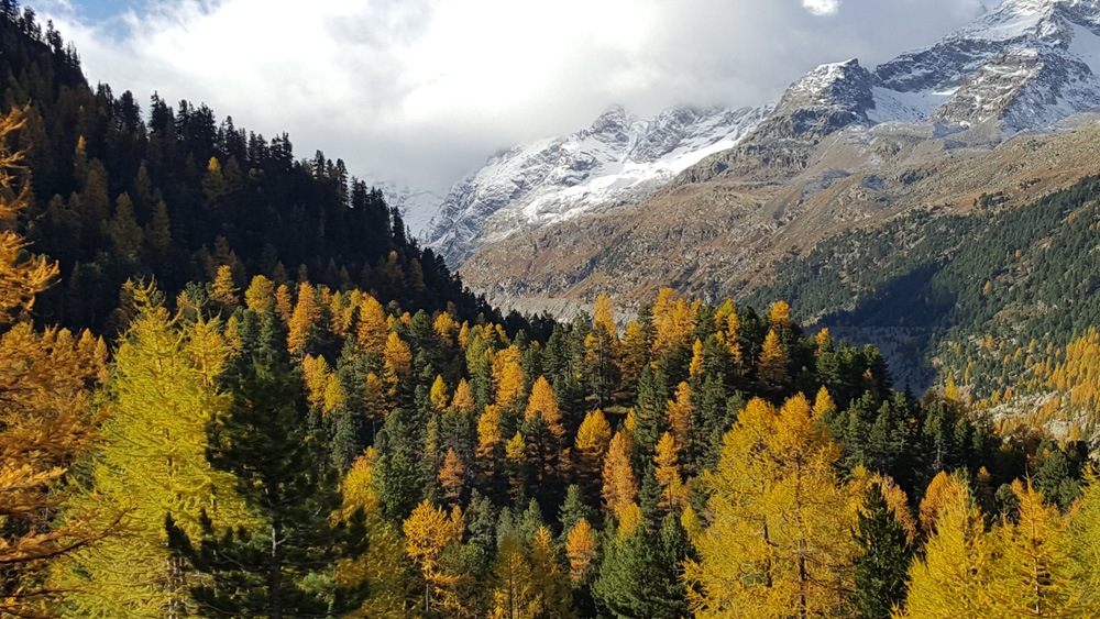 Uitzicht vanuit een panoramawagon van de Bernina Express trein in de herfst.